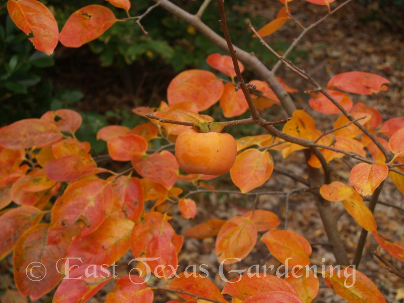 fall foliage